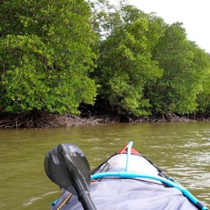 Břehy toku tvoří hustě propletené kořeny mangrove.