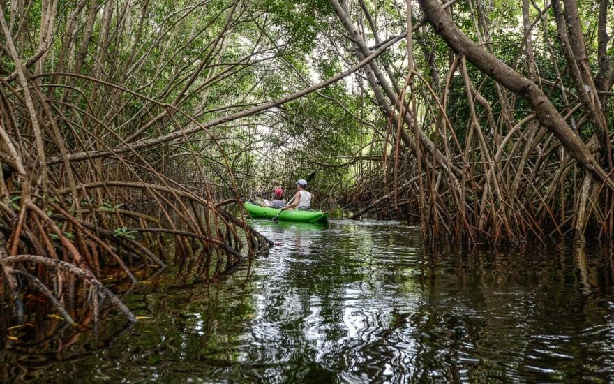 Průzkum mangrovové řeky Vieux-Fort na Marie Galante.