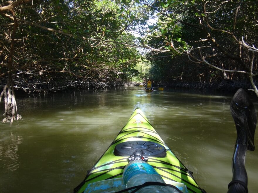 Vzhůru do porostu mangrove.