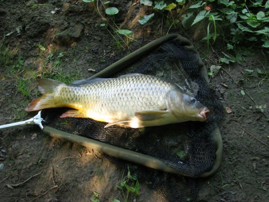 Svratka pod Brnem je rájem rybářů – kapr 78 cm.