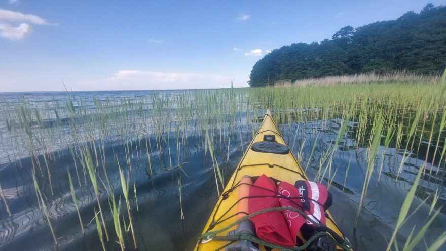 Mladé rákosí se dá propádlovat a umožňuje zkracovat si trasu. Jezero Śniardwy.