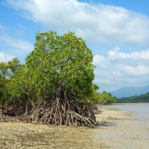 Mangrove někde tvoří řídké porosty na hraně moře, jinde rozsáhlé a neprostupné lesy a vždy jsou plné života.