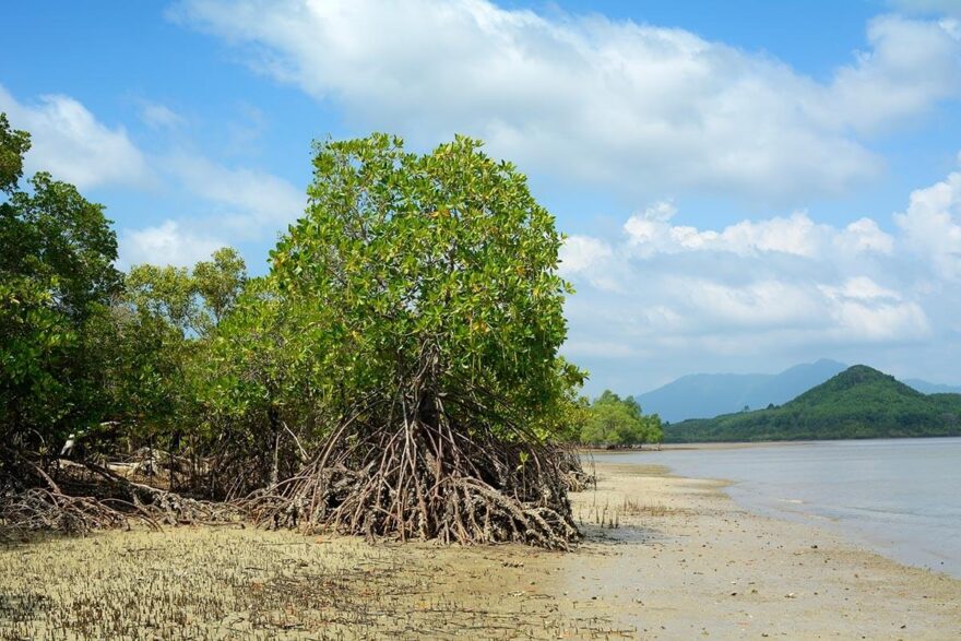 Mangrove někde tvoří řídké porosty na hraně moře, jinde rozsáhlé a neprostupné lesy a vždy jsou plné života.