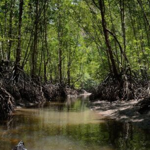 Říčkou v mangrove k dalšímu jeskynnímu tunelu ve vápencové skále.