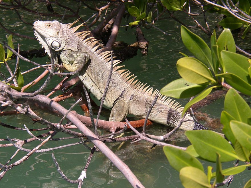 Iguana / F: Přemysl Ulman